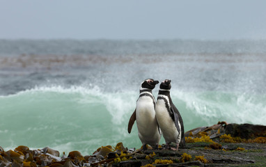 Wall Mural - Two Magellanic penguins standing on a shore and watching stormy ocean