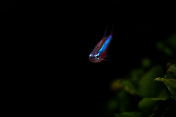 Sticker - Cardinal Tetra fish coming out of underwater dark background (horizontal)