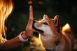 shiba inu dog touching owner hand with her nose outdoors