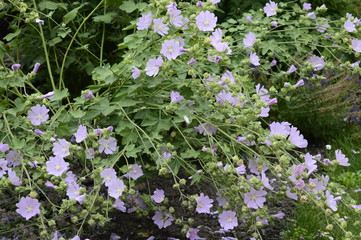 Wall Mural - Closeup Malva alcea known as greater musk-mallow with blurred background in summer garden