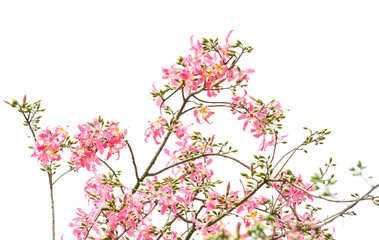 silk floss tree flower isolated on white background