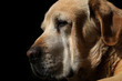  Cute Portrait of Old Labrador retriever dog on isolated black background, profile view 