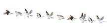 Full Cycle Of Bird's Flying. Animated Sequences For Animal Motion Design