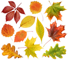 Wall Mural - collection of autumn leaves isolated on a white background with clipping path.