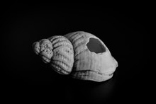Whelk Seashell Close-up 