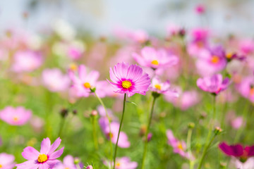 Pink and red cosmos flowers garden and soft focus