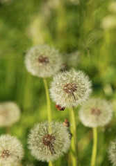 Poster - Fleur de pissenlits en graines	