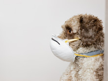 Side Portrait Of A Spanish Water Dog Puppy With Mask
