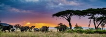 Panoramic Shot Of A Group Of Elephants In The Wilderness At Sunset