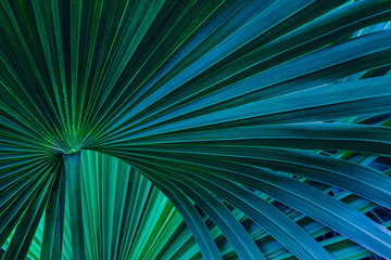 Poster - tropical palm leaf and shadow, abstract natural green background, dark blue tone