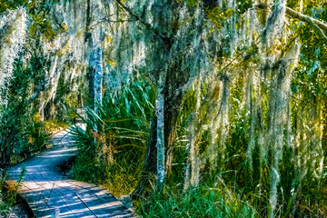 Wall Mural - bayou landscape