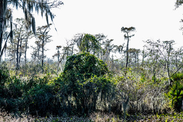 Poster - bayou landscape