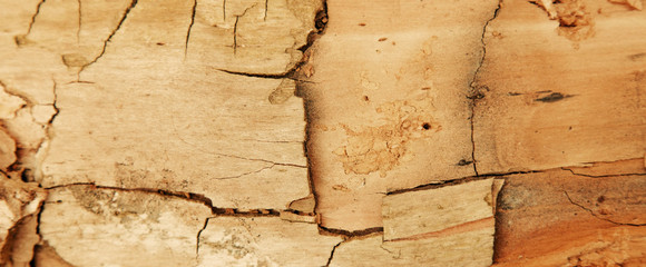 Wall Mural - Close up dirty wooden texture use as natural background for design. Horizontal image.