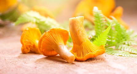 Fototapete - Chanterelle mushrooms, Raw wild chanterelles mushroom on rustic background close-up. Organic Fresh chanterelle on a table. Red mushrooms closeup. Soft focus