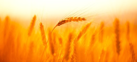 Banner. Wheat Field on sunset