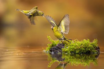 Flying eurasian siskin, spinus spinus, challenging other one guarding its spot with open wings. Concept of rivalry between garden birds. Wild animals in action scenery fighting.