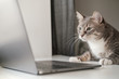 © koldunova - Serious, concentrated cat works remotely on a laptop while sitting at home. Lifestyle.
