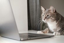 Serious, Concentrated Cat Works Remotely On A Laptop While Sitting At Home. Lifestyle.
