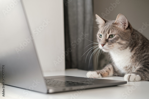 猫 アドビストックのデザイン かべいろ Com おしゃれ壁紙リフォーム貼り替え インクジェット壁紙のかべいろ Com 猫 アドビストックのデザイン かべいろ Com おしゃれ壁紙リフォーム貼り替え インクジェット壁紙のかべいろ Com