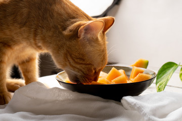 Wall Mural - cat looking cantaloupe melon on white background