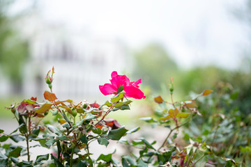 Wall Mural - pink flowers on bush