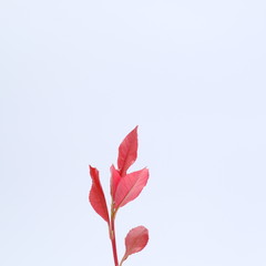 red flower bloom close up on white background