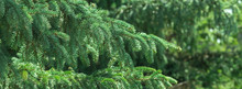  Branch With Green Needles On A Decorative Pine Tree