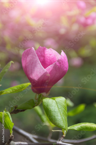 Pink magnolia flower