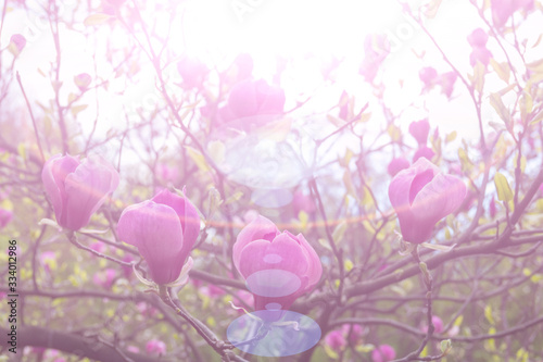 Pink magnolia flowers in the sun.