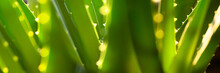 Green Aloe Vera In Backlight As Panorama Background