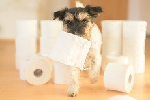Cute Small Jack Russell Terrier Dog Is Busy With Toilet Paper.