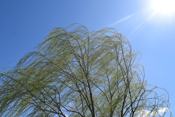 Canvas Print - Weeping Willow Tree