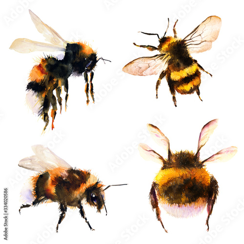 Fotografía Bumblebee/bee watercolor drawing. Isolated objects. Insects