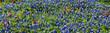 Field of bluebonnets Panorama