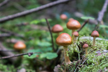 Brown Little Mushrooms