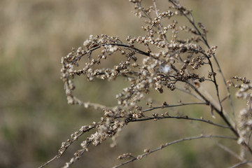 Wall Mural - Nature, forest, landscapes concept. Dry plant in the forest, cropped shot. Abstract nature background.