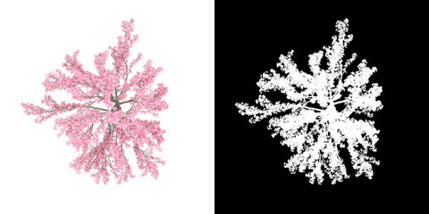 Wall Mural - top view of tree (cassia bakeriana) png with alpha channel to cutout made with 3d render