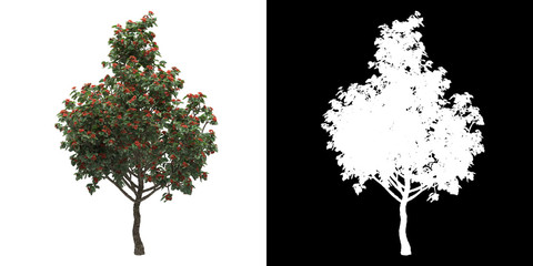 Wall Mural - left view of tree (cordia sebestena) png with alpha channel to cutout made with 3d render