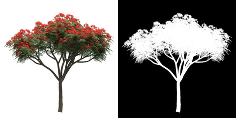 Wall Mural - Left view of tree (Delonix Regia) png with alpha channel to cutout made with 3D render