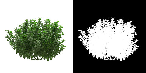 Wall Mural - Front view of tree (Ficus Microcarpa) png with alpha channel to cutout made with 3D render