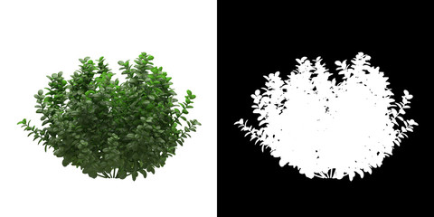 Wall Mural - Left view of tree (Ficus Microcarpa) png with alpha channel to cutout made with 3D render