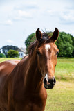 Fototapeta Konie - Brown horse in nature. Portrait of a brown horse.