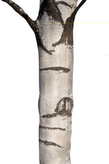 Poster - Natural birch tree trunk isolated on white background