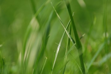 Green grass on a pasture