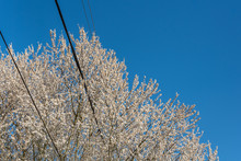 Power And Phone Lines Running Through The Blossoms On An Ornamental Tree, Against A Clear Blue Sky