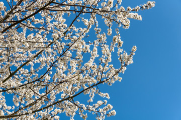 White blossoms on an ornamental tree against a clear blue sky