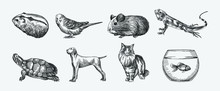 Hand-drawn Sketch Of Domestic Animals Set On A White Background. Set Consists Of Hamster, Guinea Pig, Lizard, Turtle, Dog, Cat, Tank With Fish, Parrot