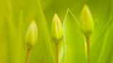 Fototapeta Tulipany - Three green young tulips grow in the spring garden, side view.