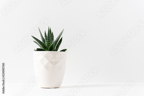 Fotografía Green succulent houseplant in a white vase on the left side of a white table wi
