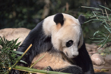 Wall Mural - Photograph of Panda Bear in Bifengxia nature reserve, Sichuan Province China. Protected Species, Cute Young Male Fluffy Panda enjoying nature. Chinese Wildlife